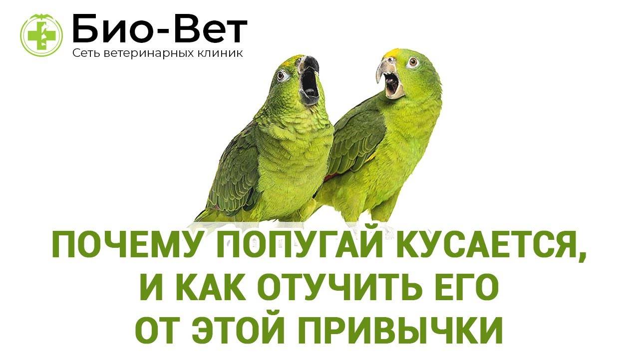 Почему попугай кусается и как его отучить