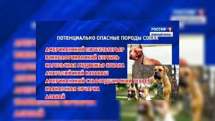 Какие запрещенные породы собак есть в россии: список