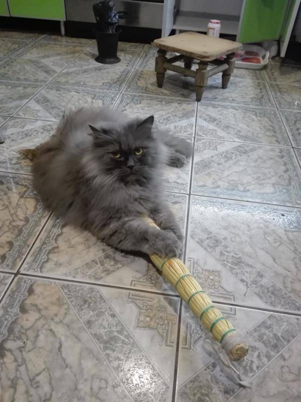 Как наказать кота