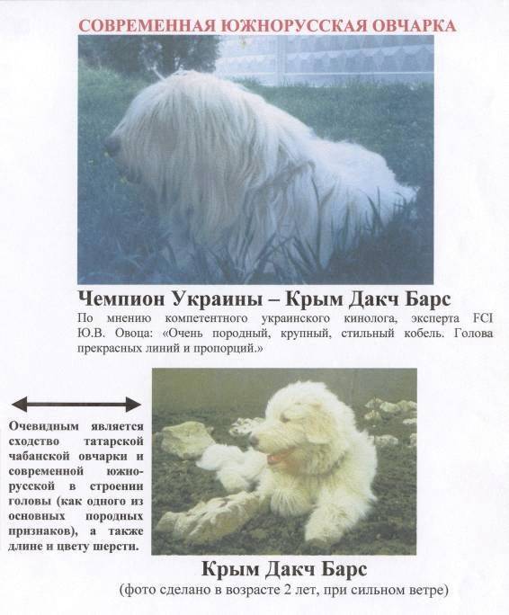 Южнорусская овчарка - описание и характер собаки, внешний вид, дрессировка и наследственные болезни