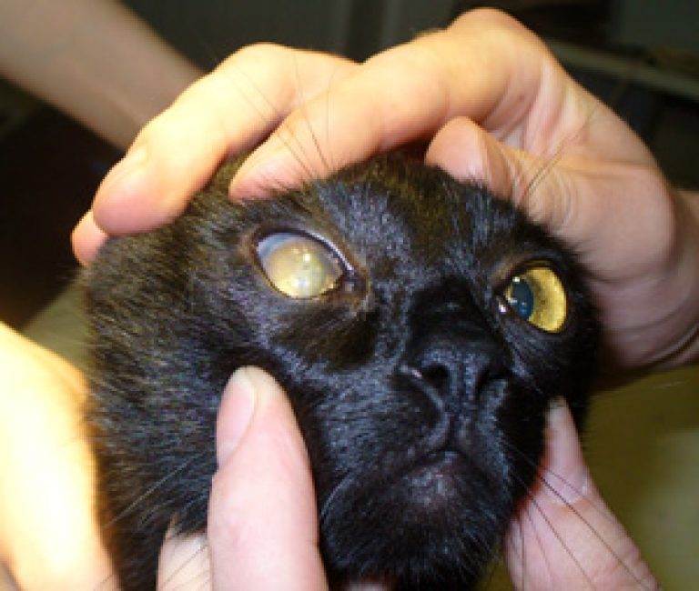 Белая пленка на глазах у кошки - причины, сиптомы, лечение