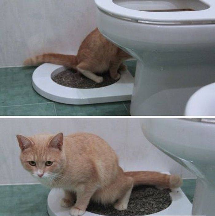 Котенок не ходит в туалет по большому: причина