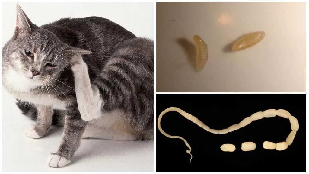 Передаются ли глисты от кошек человеку: каким образом, опасны ли, какие заболевания вызывают, как не заразиться — правила содержания и разведения кошек с ветеринаром евгением кулешовым