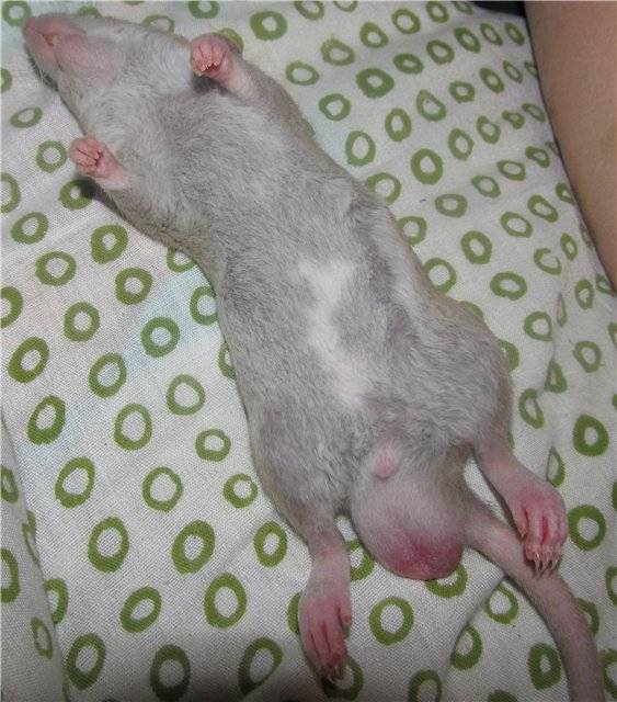 Почему крысы спят. Сонная крыса. Спящие крысы.