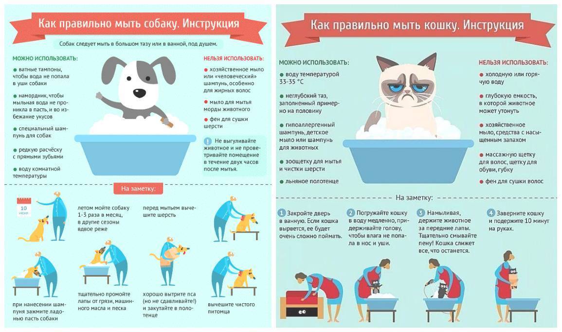 Уход за щенком по месяцам