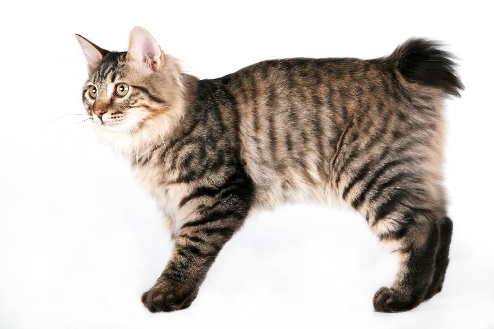 Кошки-бобтейлы и другие породы кошек без хвоста; кошка и кот без хвоста, похожие на рысь — как называется эта порода?