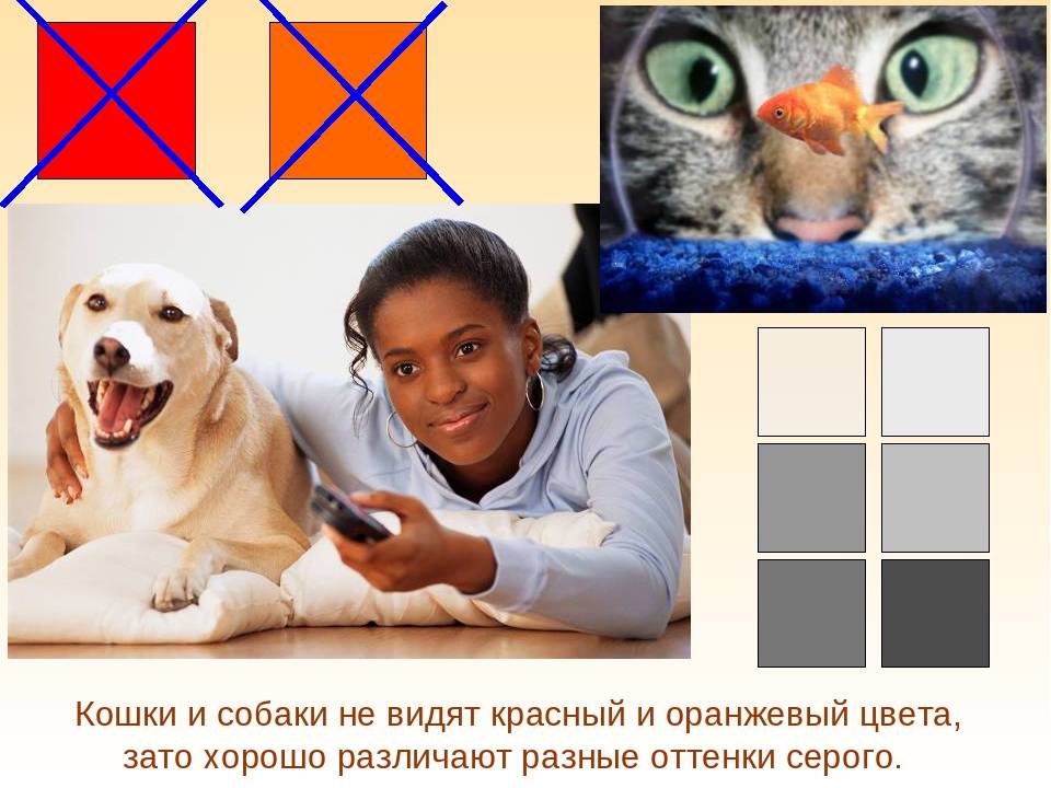 Какие цвета могут видеть собаки? | домашние животные