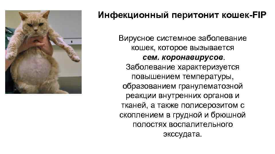 Вирусный, инфекционный (фип) и другие виды перитонита у кошек: симптомы и лечение
