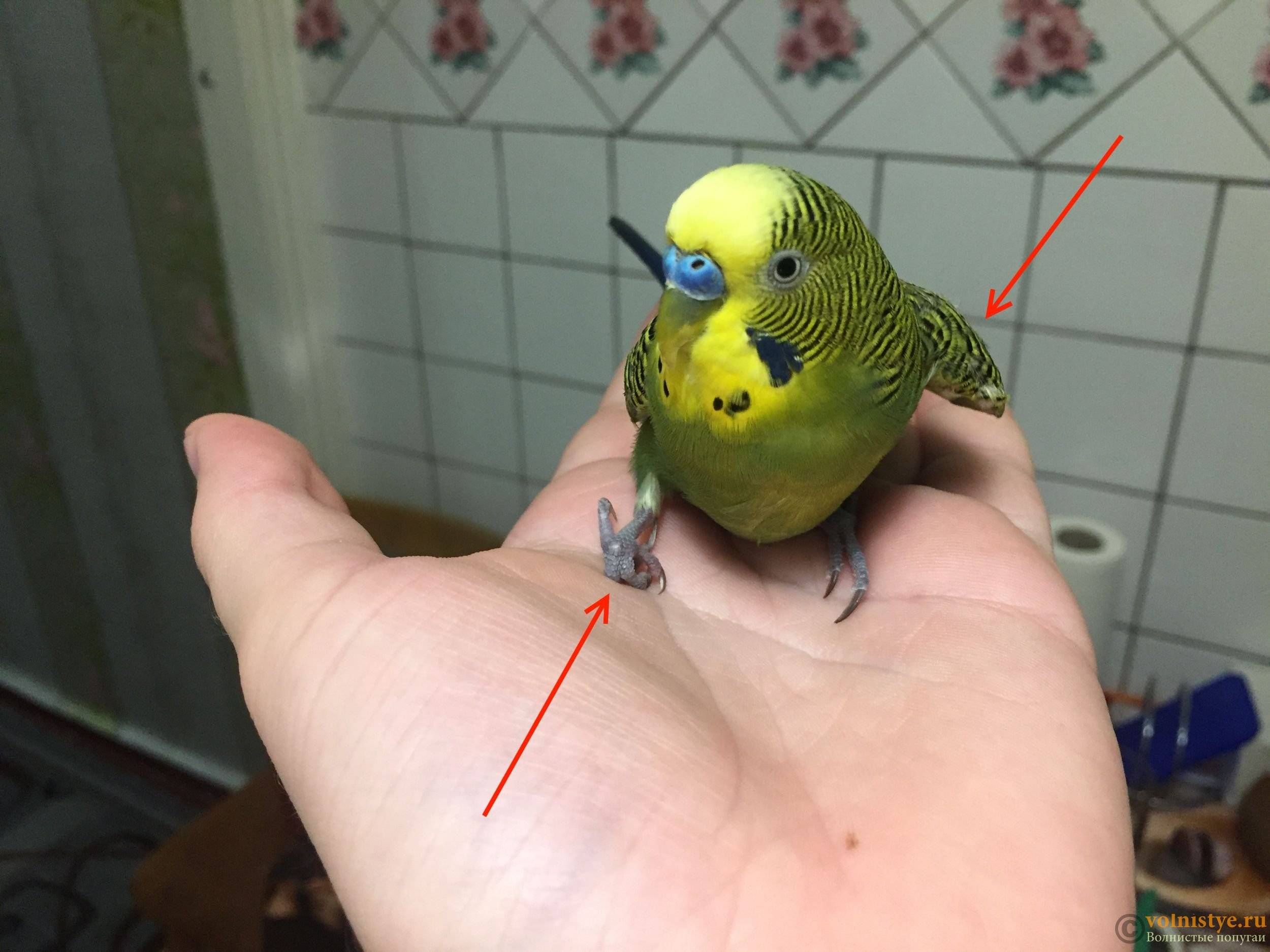 У попугая в такт дыханию дёргается хвост - основной раздел - форумы mybirds.ru - все о птицах