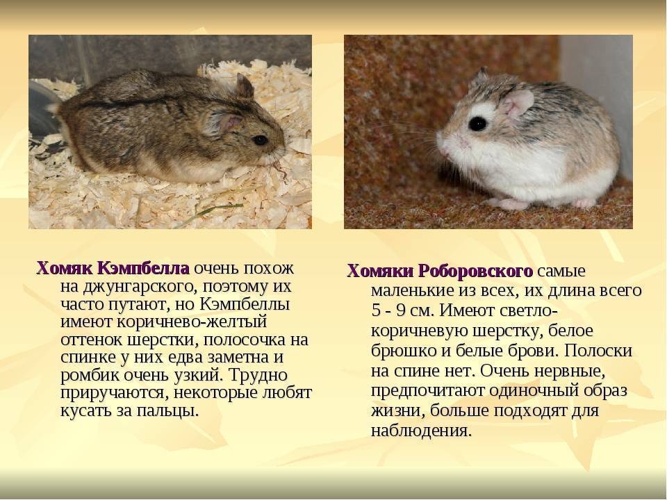 Дикий хомяк: описание, условия обитания и способы борьбы с грызунами — animallittle.ru