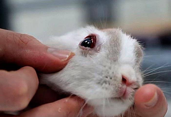 Болезни глаз у кроликов - симптомы, лечение, препараты, причины появления | наши лучшие друзья