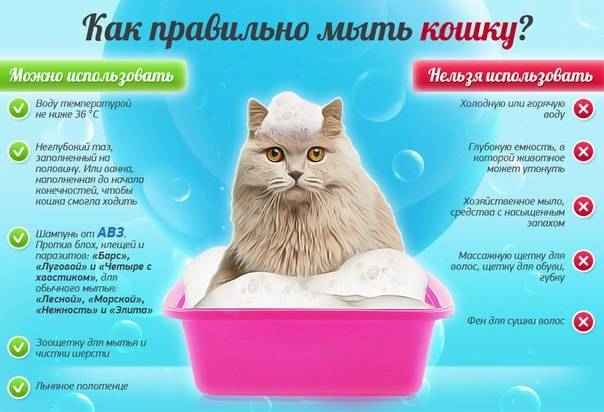 Как помыть кошку? важные правила и рекомендации | ваши питомцы
