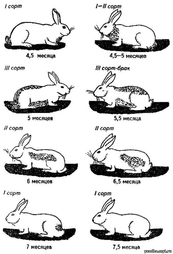Как определить возраст кролика, в каком возрасте забивают кроликов на мясо