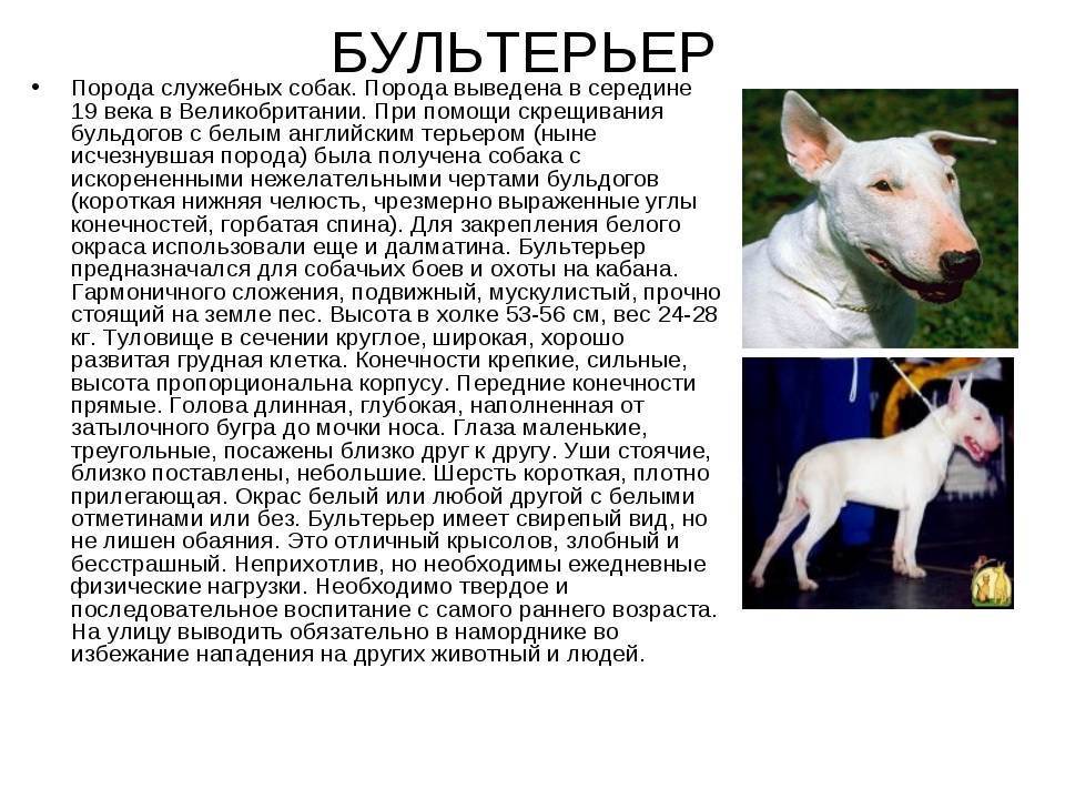 Бультерьер: характеристика, описание, фото | все о собаках