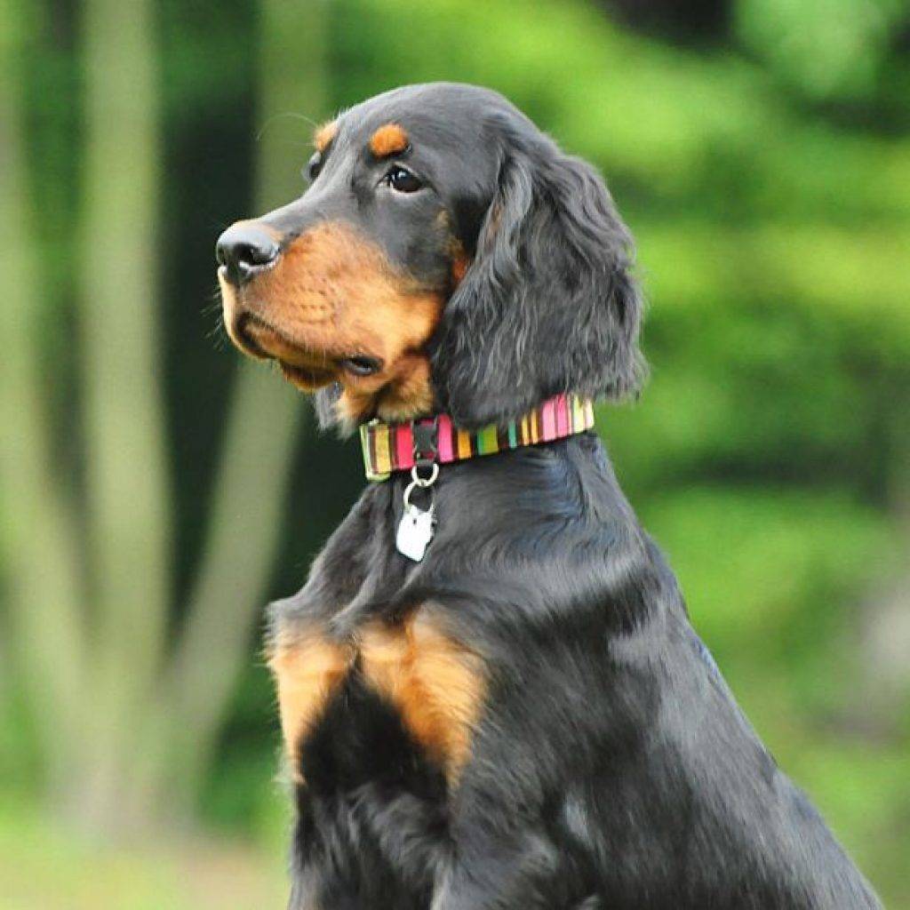 Порода собак шотландский сеттер и ее характеристики с фото