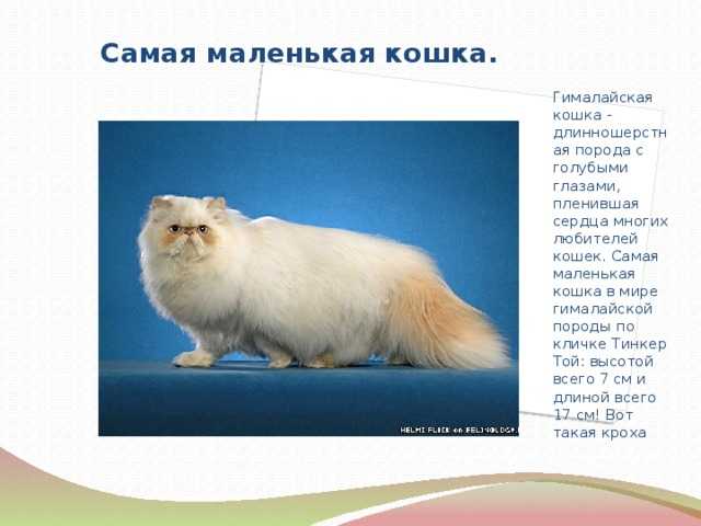 Породы длинношерстных и полудлинношерстных кошек с фотографиями и названиями