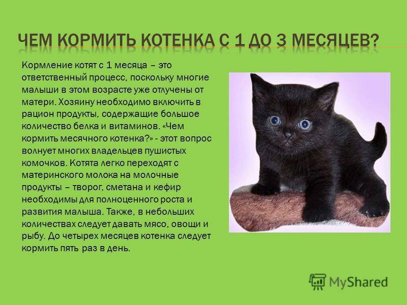 Лучший корм для британских кошек: чем кормить британца в домашних условиях
