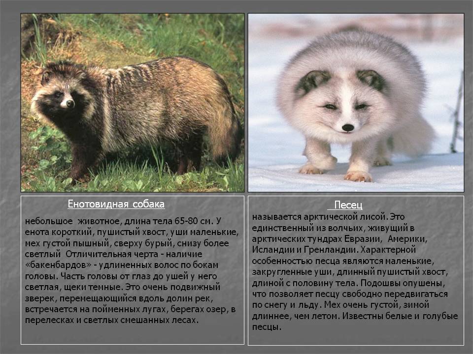 Енотовидная собака или уссурийский енот