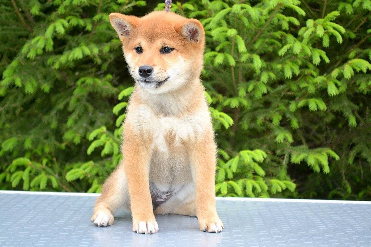Мини акита-ину — как называется японская маленькая собака? - окружающий мир вокруг нас