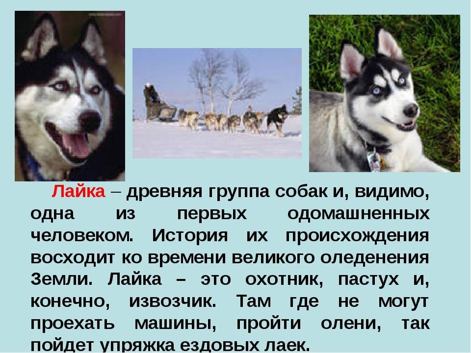 Лайки текст нкей. Рассказ о породе собак лайка. Рассказ о породе собак лайка 1 класс. Рассказ о породе собак лайка 2. Описание собаки лайки 2 класс.