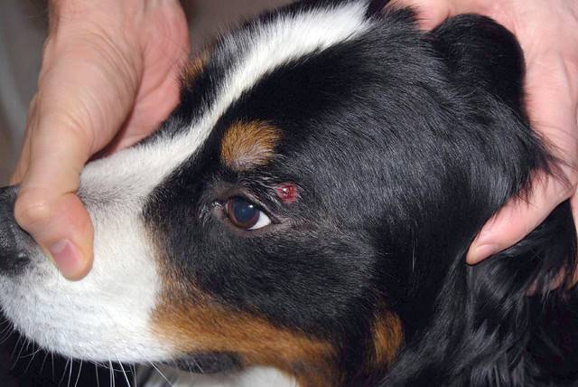 Что такое гистиоцитома у собак и как ее лечитьветлечебница рос-вет