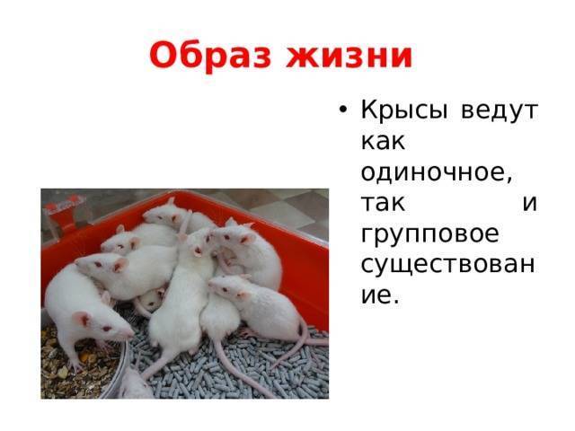 Сколько лет живут крысы, какие опасности подстерегают грызунов