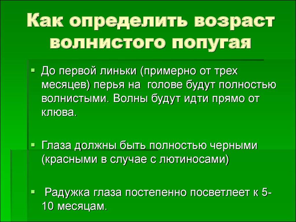 Как определить возраст волнистого попугая, отличия молодой птицы