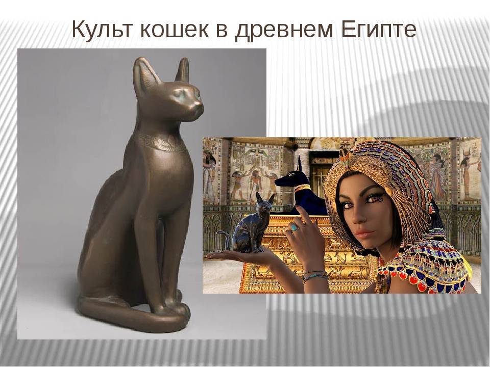 Кошки в истории древнего египта | кот и кошка