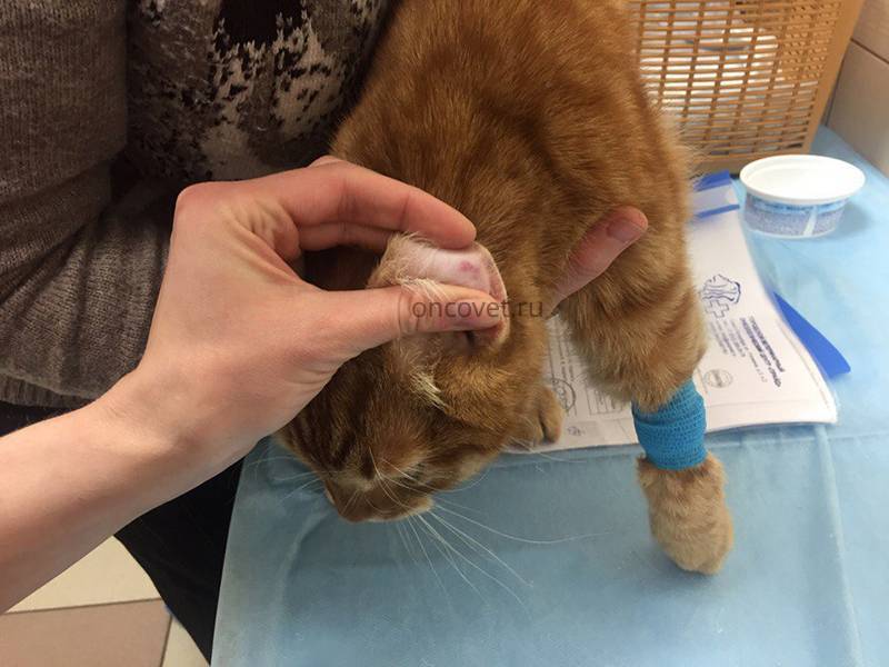 Маточное кровотечение у кошки: причины, симптомы, лечение