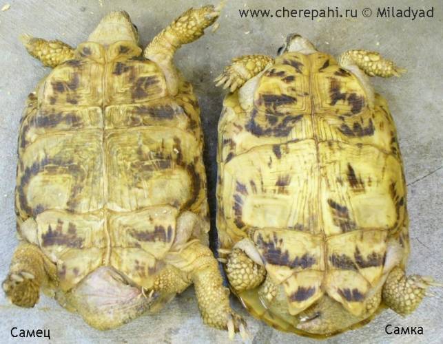 Как отличить черепаху мальчика. Пол красноухой черепахи. Сухопутная среднеазиатской черепаха пол. Среднеазиатская черепаха пол. Как определить пол черепахи сухопутной.
