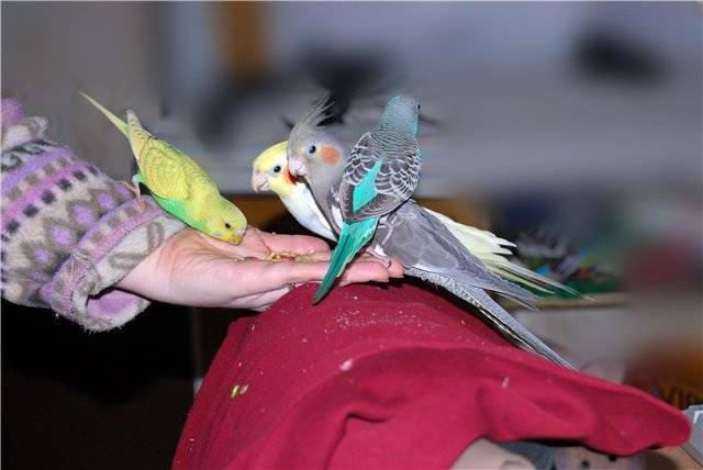 Волнистые попугаи в одной клетке с кореллой и другими птицами