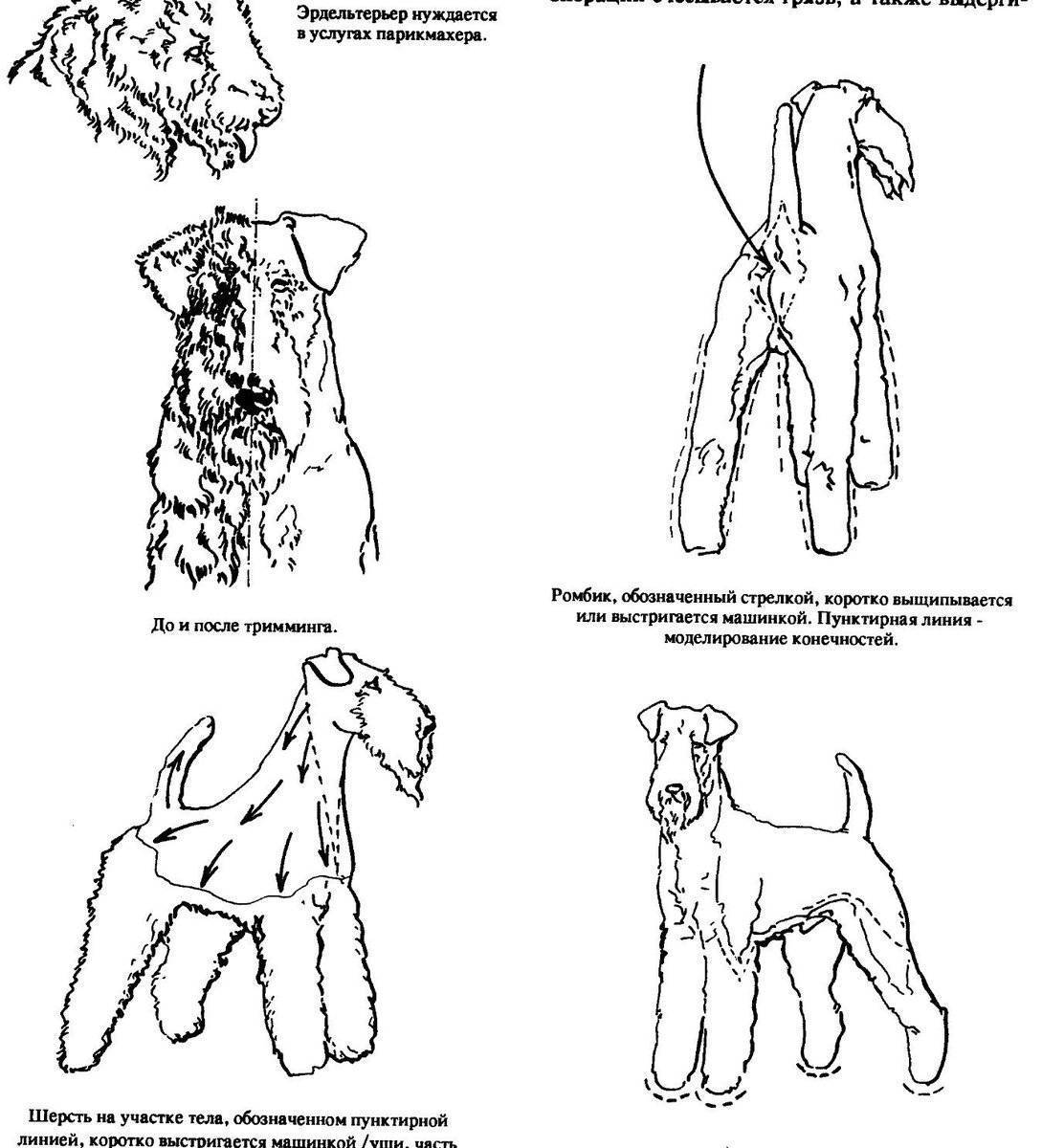 Схема стрижки цвергшнауцера в домашних условиях