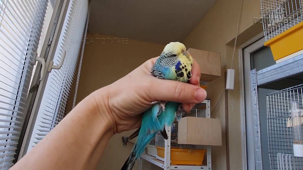Как выпустить попугая из клетки в первый раз