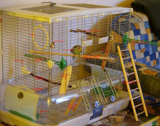 Основные правила какую клетку выбрать попугаям неразлучникам