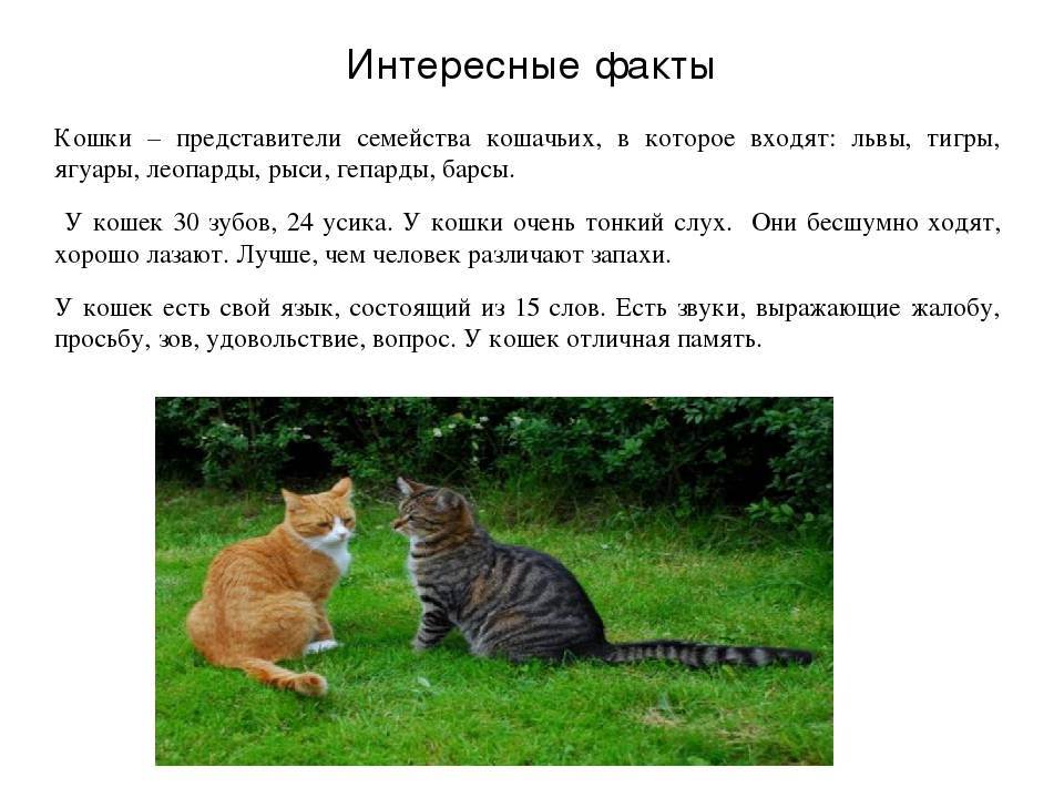 Все о кошках, интересные факты о кошках и котах | kotey-ka.ru