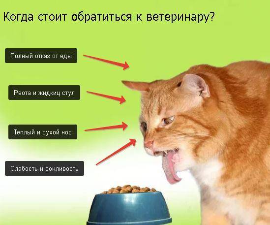 Сколько кошка может прожить без еды