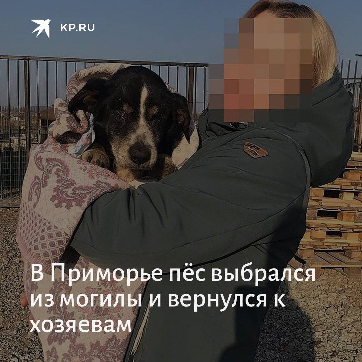 Если собака умерла — как пережить потерю