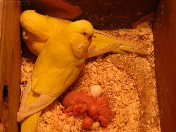 Какие признаки говорят, что самка волнистого попугая беременная