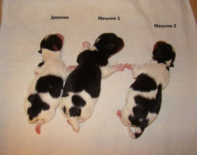 Как определить пол щенят или взрослых собак: 6 способов для новорожденных и подросших животных