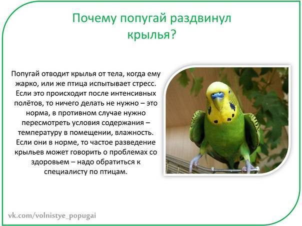 Интересные и забавные факты о волнистых попугайчиках