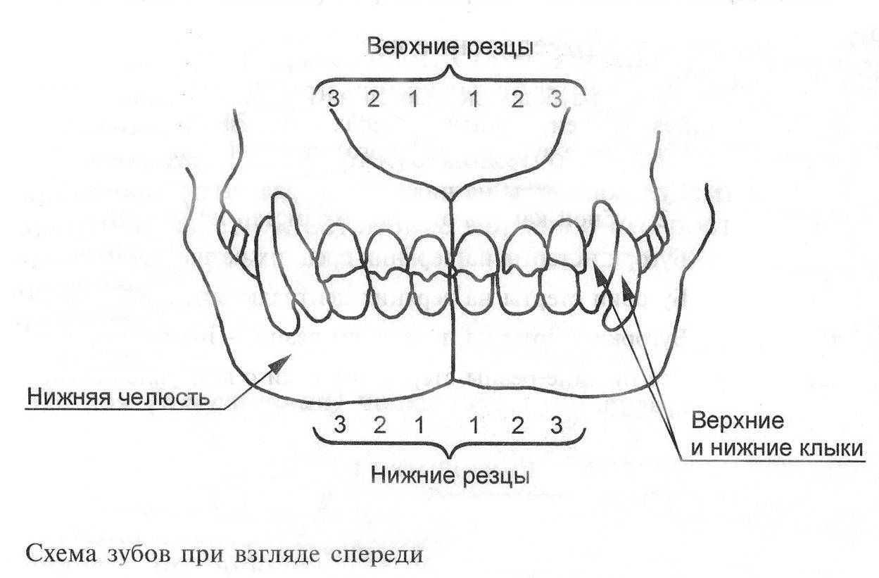Названия и схема расположения зубов у человека