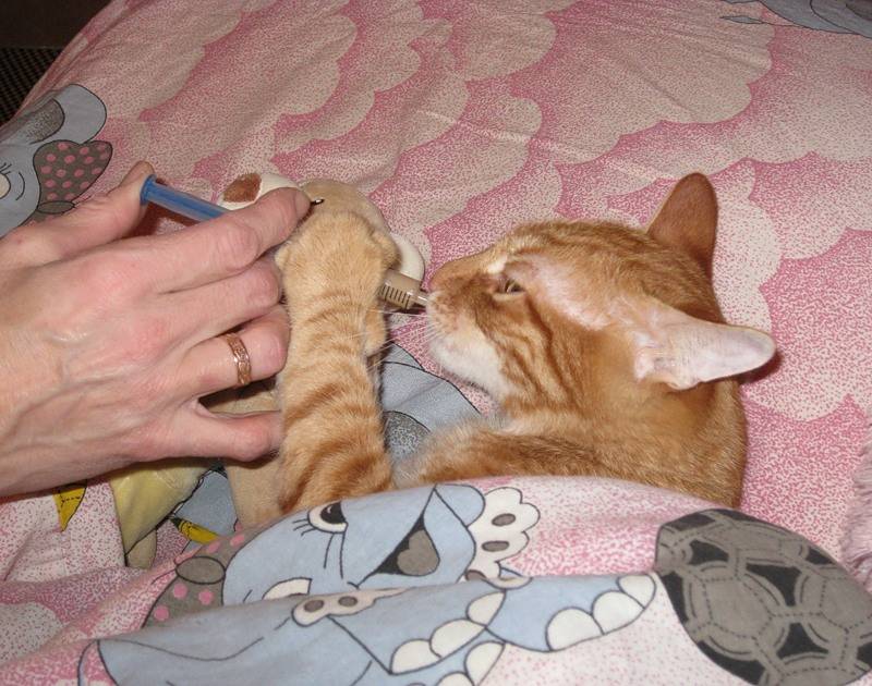 Кот не ест и не пьёт: тревожные симптомы, которые должны насторожить