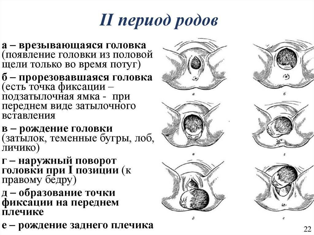 Беременная морская свинка