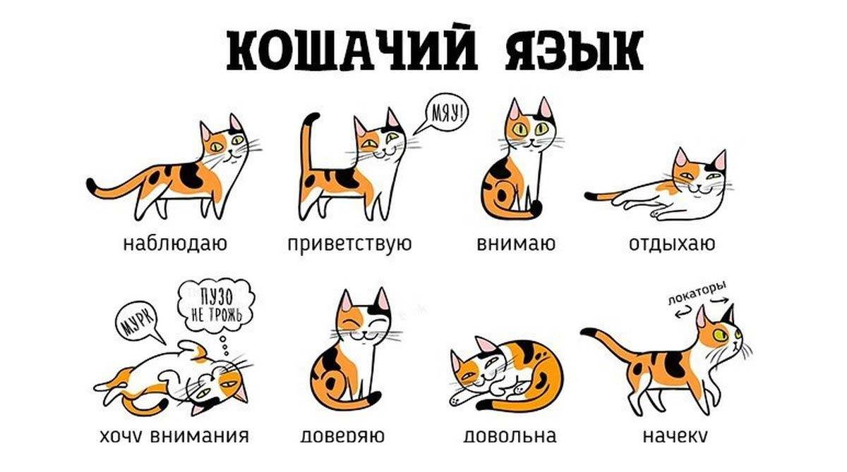 Как установить породу кошки: основные критерии определения - все о породах кошек с описанием, фотографиями и названиями.все о породах кошек с описанием, фотографиями и названиями.