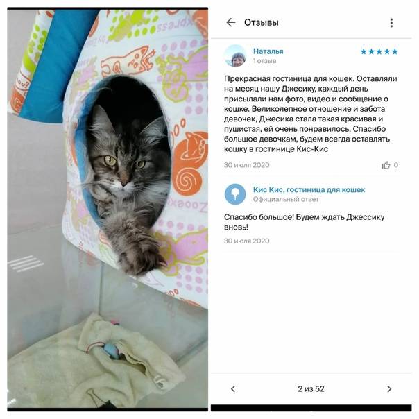 Почему кошки откликаются на "кис-кис"