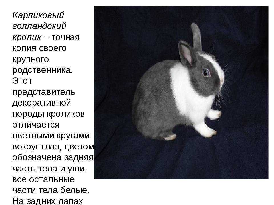 Голландский вислоухий кролик декоративной породы: описание, содержание