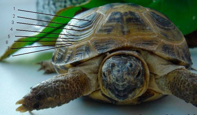 Красноухие черепахи — как определить возраст и пол правильно?