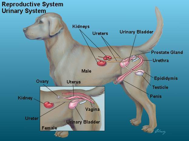 Половые заболевания собак | половые болезни собак, которые передаются половым путем | сайт о маленьких собачках и не только