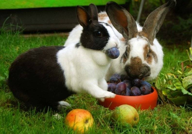 Можно ли кормить кроликов яблоками и другими фруктами