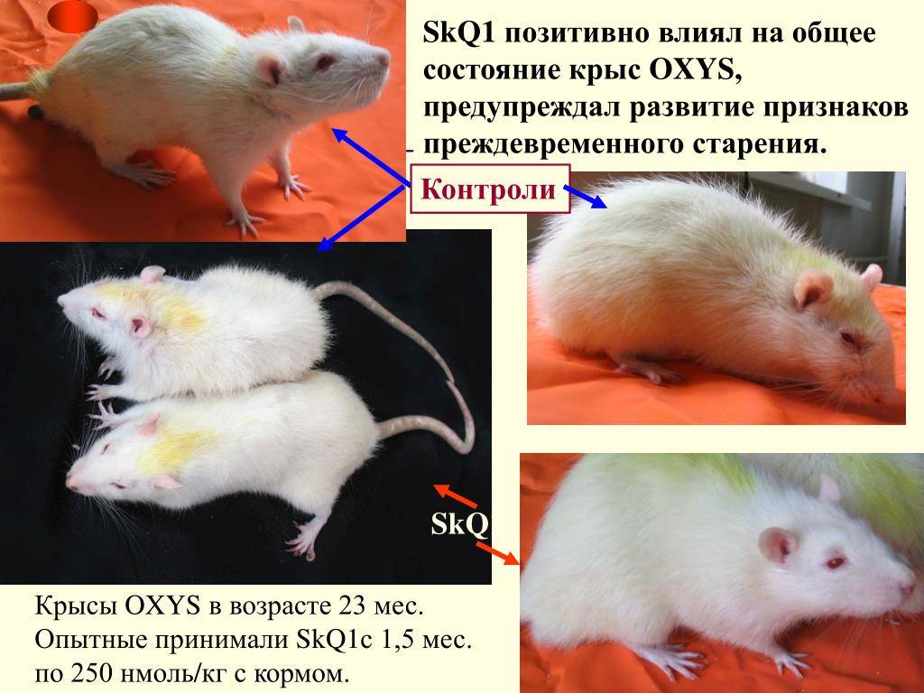 Болезни крыс и мышей: симптомы и лечение